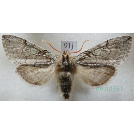 Achlya flavicornis (Linnaeus, 1758) Przestrożnica żółtorożka Czech91j